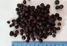 Photo of Черника и ее благотворное воздействие