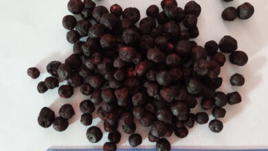 Photo of Черника и ее благотворное воздействие