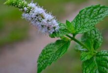 Photo of Красное вино и его польза для сердца