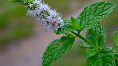 Photo of Красное вино и его польза для сердца