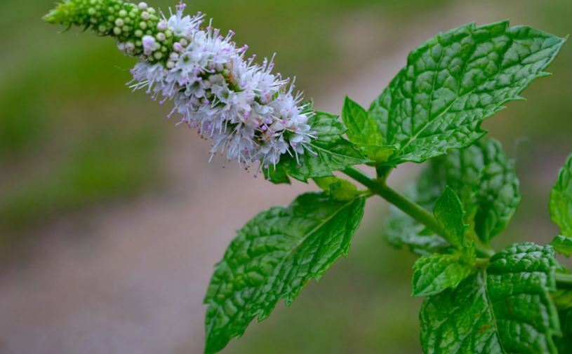 Фото 54 — Красное вино и его польза для сердца