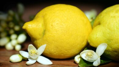Photo of Лимон и его витаминный состав