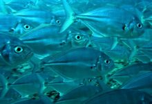 Photo of Какие рыбы содержат много белка?