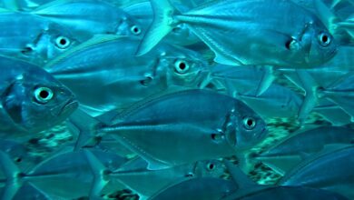 Photo of Какие рыбы содержат много белка?