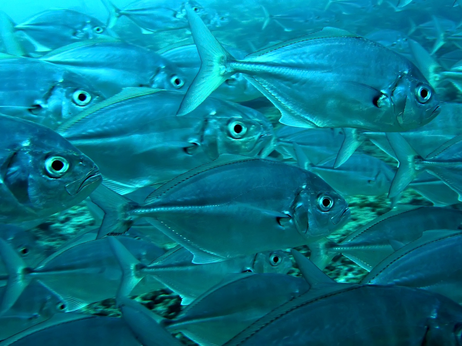 Фото 55 — Какие рыбы содержат много белка?