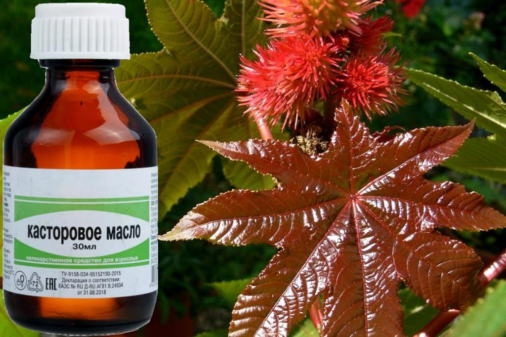 Фото 65 — Масло касторовое для роста волос
