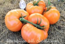 Photo of Персик и его витаминный состав