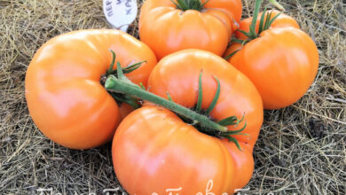 Photo of Персик и его витаминный состав