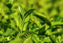 Photo of В чем польза зеленого чая?