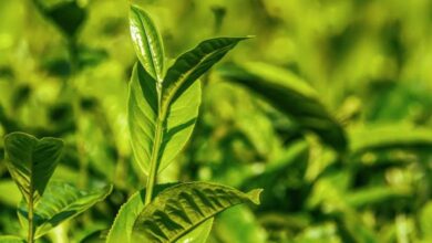 Photo of В чем польза зеленого чая?