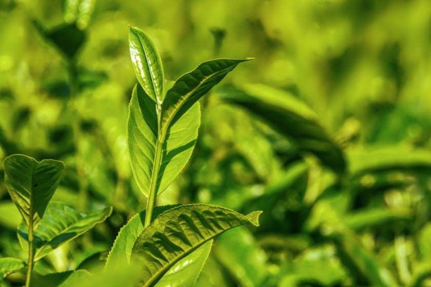 Фото 18 — В чем польза зеленого чая?