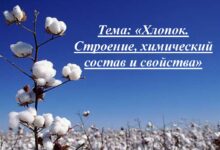 Photo of Лен и его полезные свойства