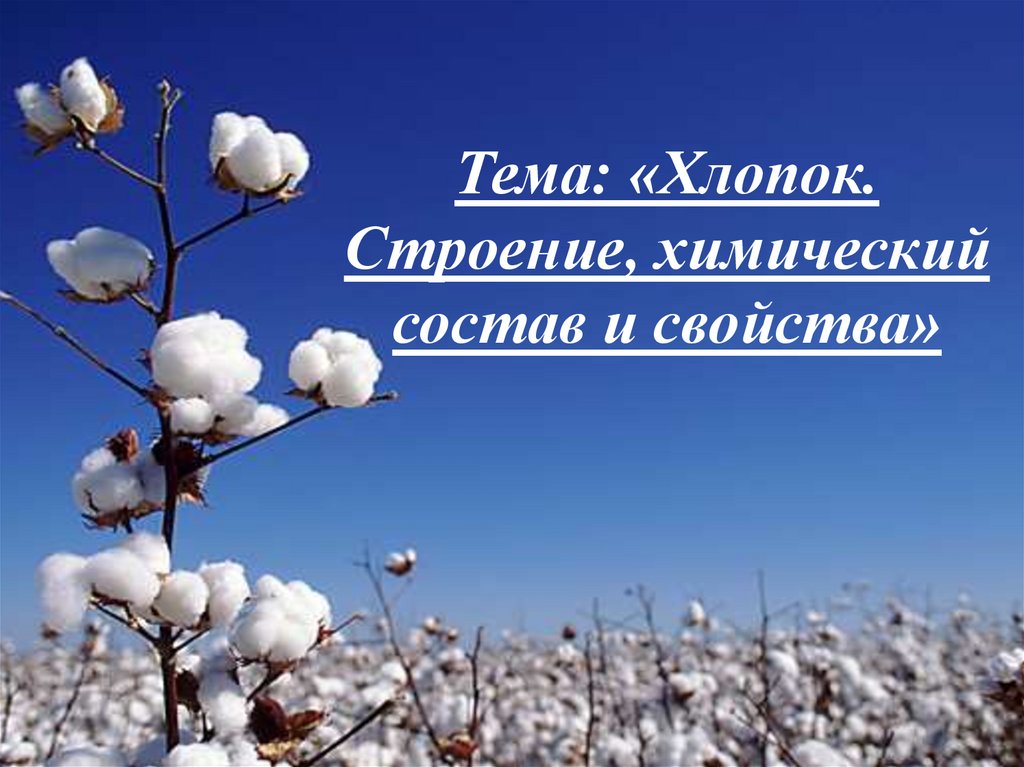 Фото 27 — Лен и его полезные свойства