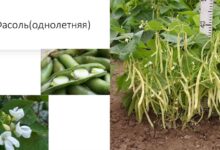 Photo of Зачем есть бобовые продукты?