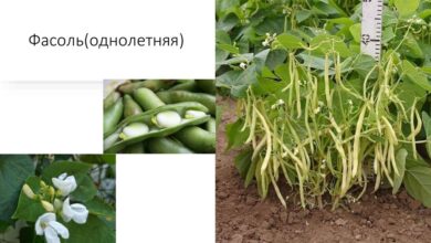 Photo of Зачем есть бобовые продукты?