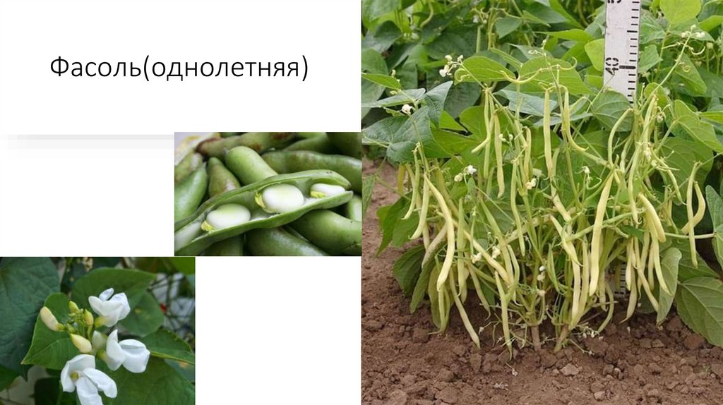 Фото 25 — Зачем есть бобовые продукты?